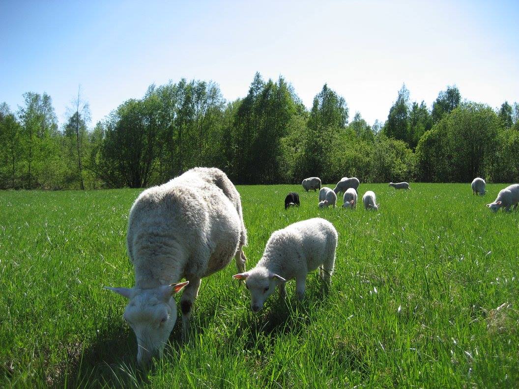 får och lamm på grönbete